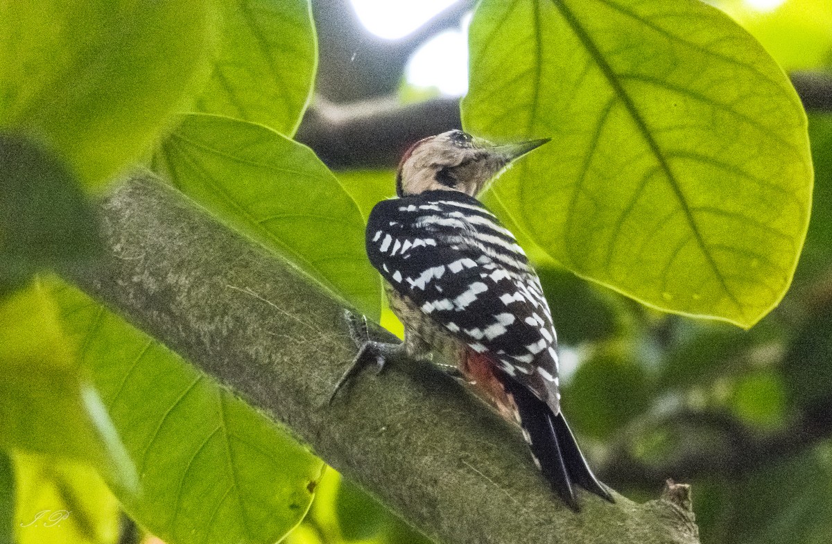 okerbrystspett - ML644585589