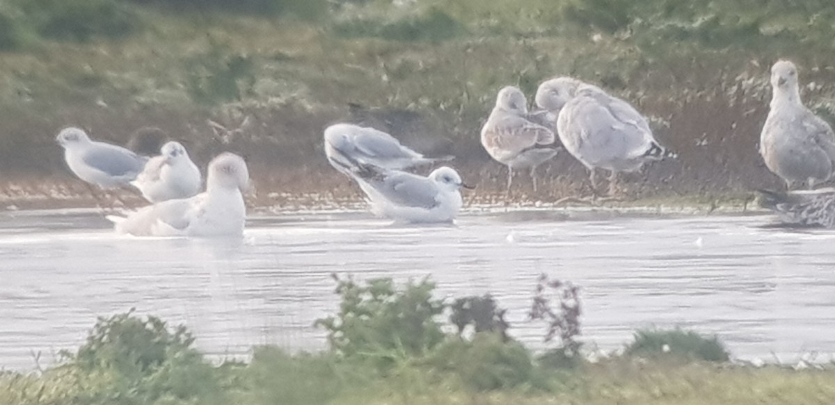 Black-headed x Mediterranean Gull (hybrid) - ML644585591