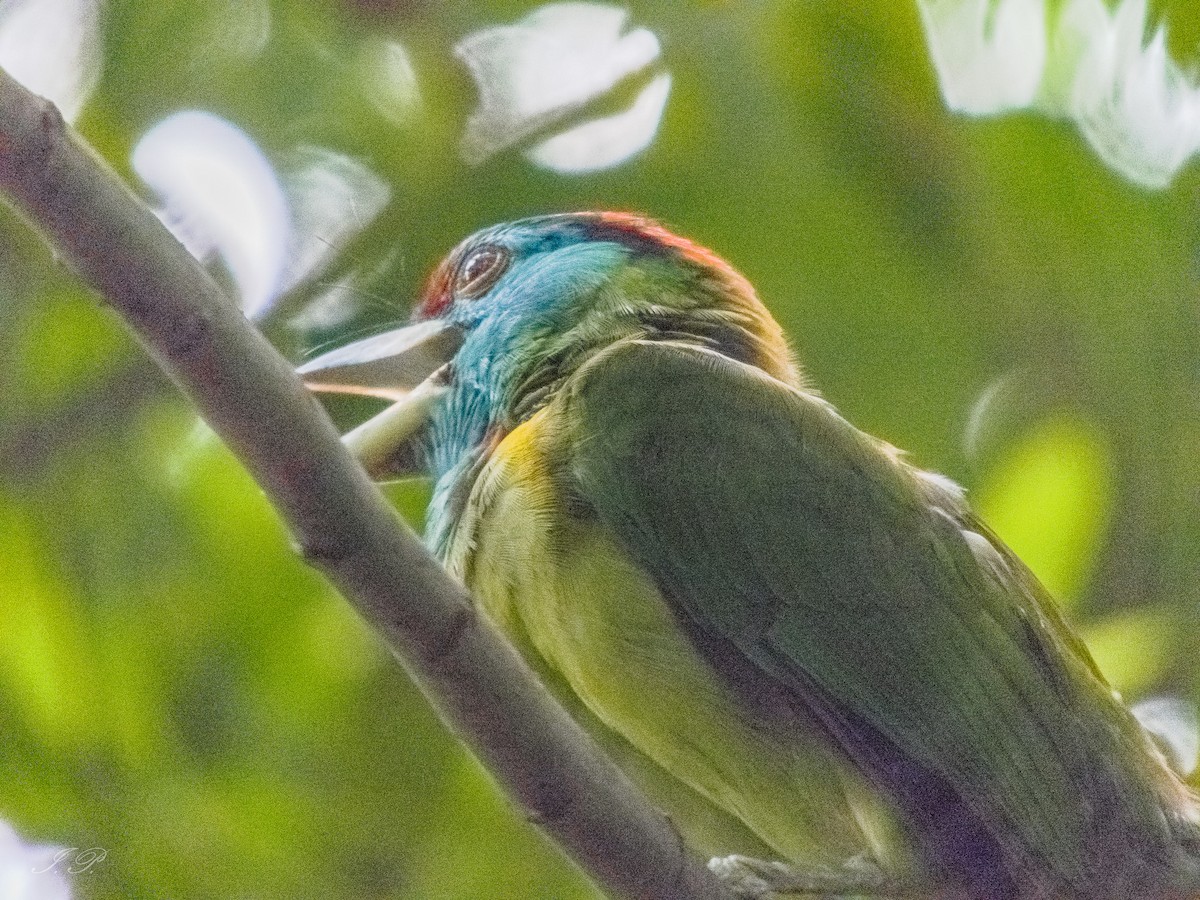 Blue-throated Barbet - ML644585596