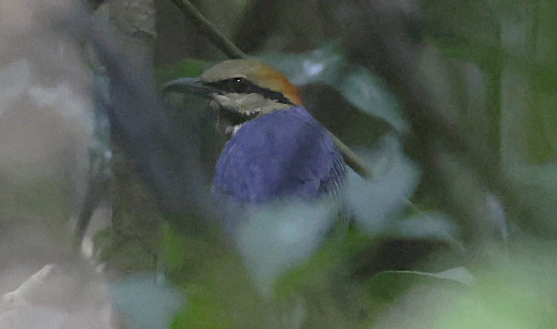 Голубая питта - ML644585626