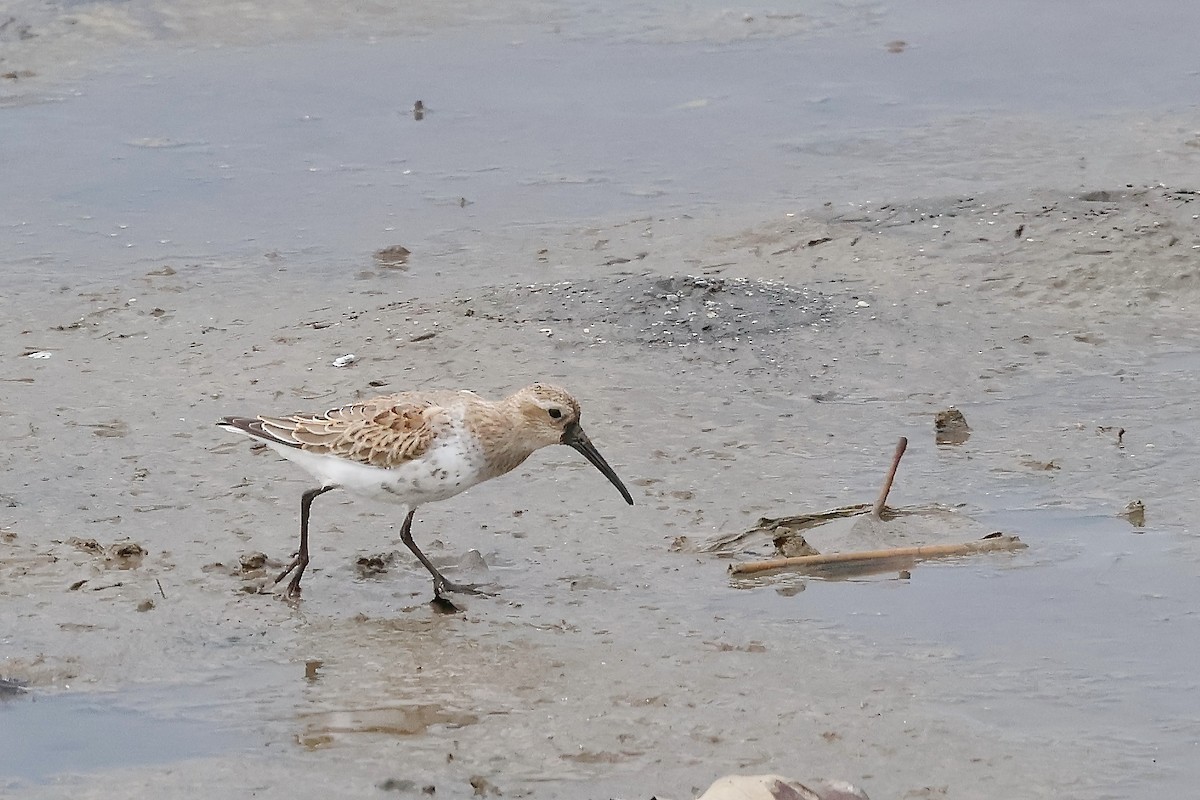 Dunlin - ML644585649