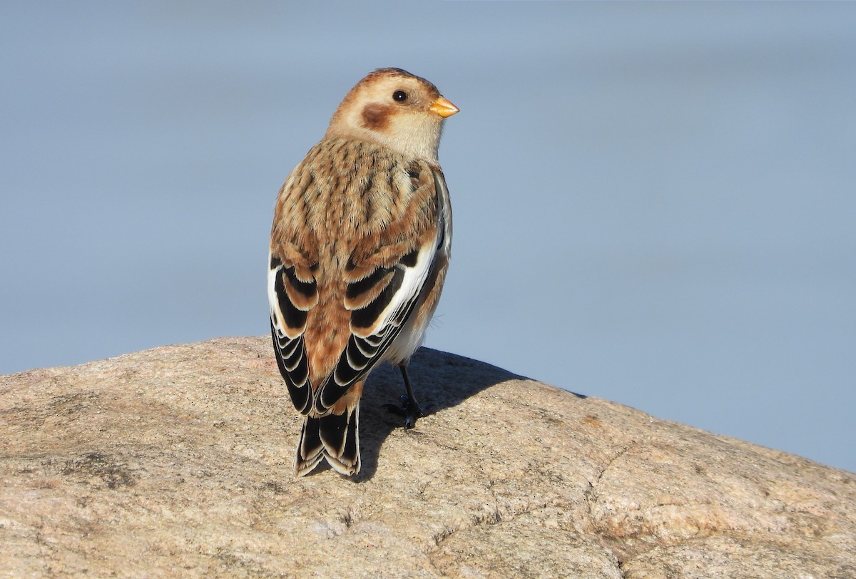 Snow Bunting - Callum Nixon-Holmes