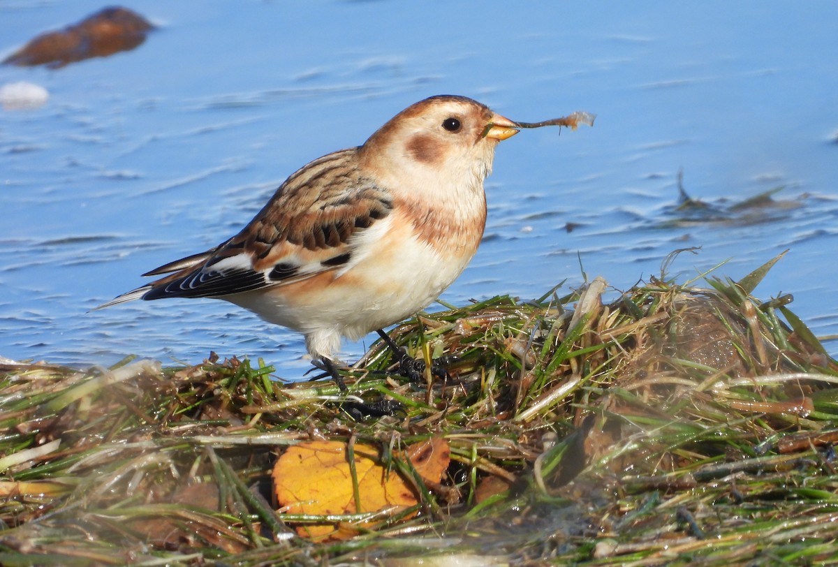 Цасч хөмрөг - ML644585658