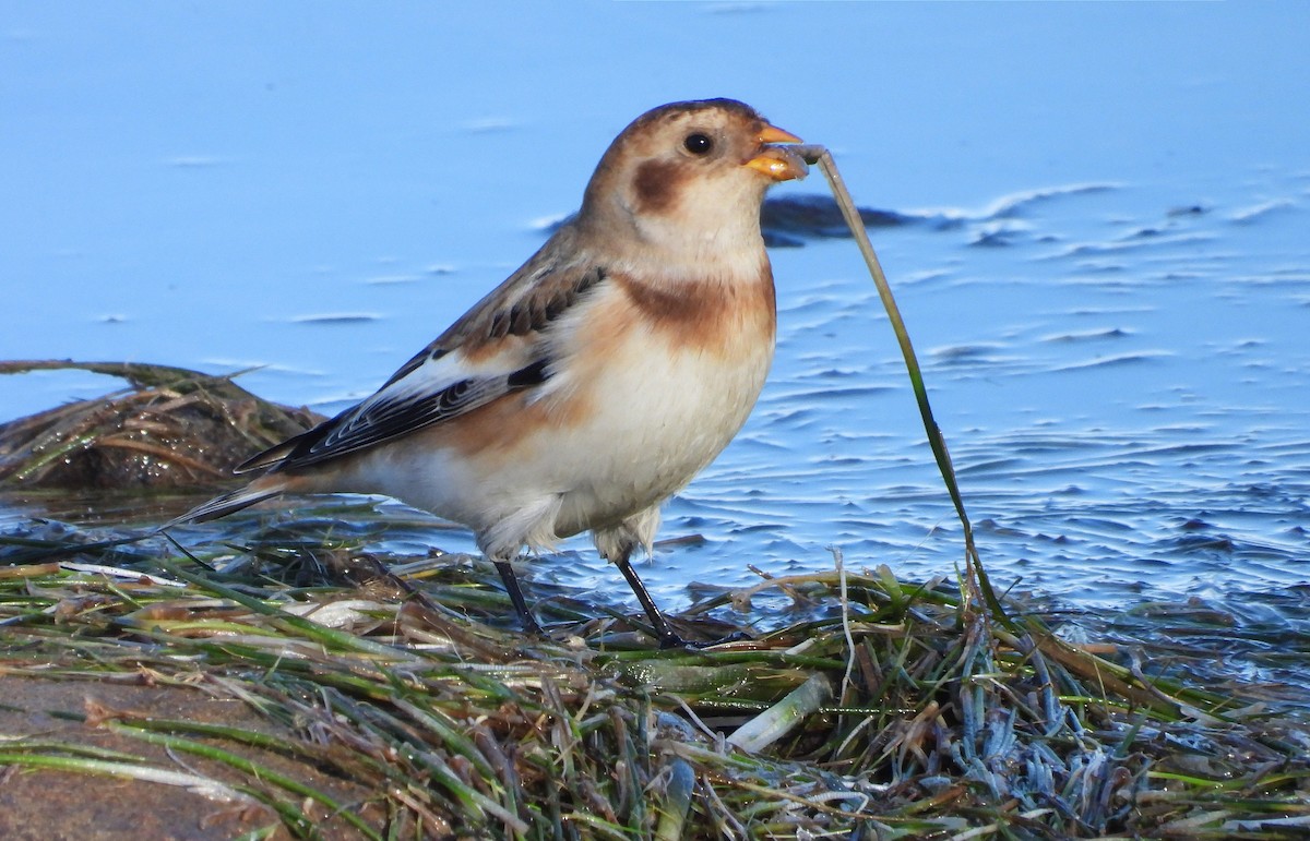 Цасч хөмрөг - ML644585660