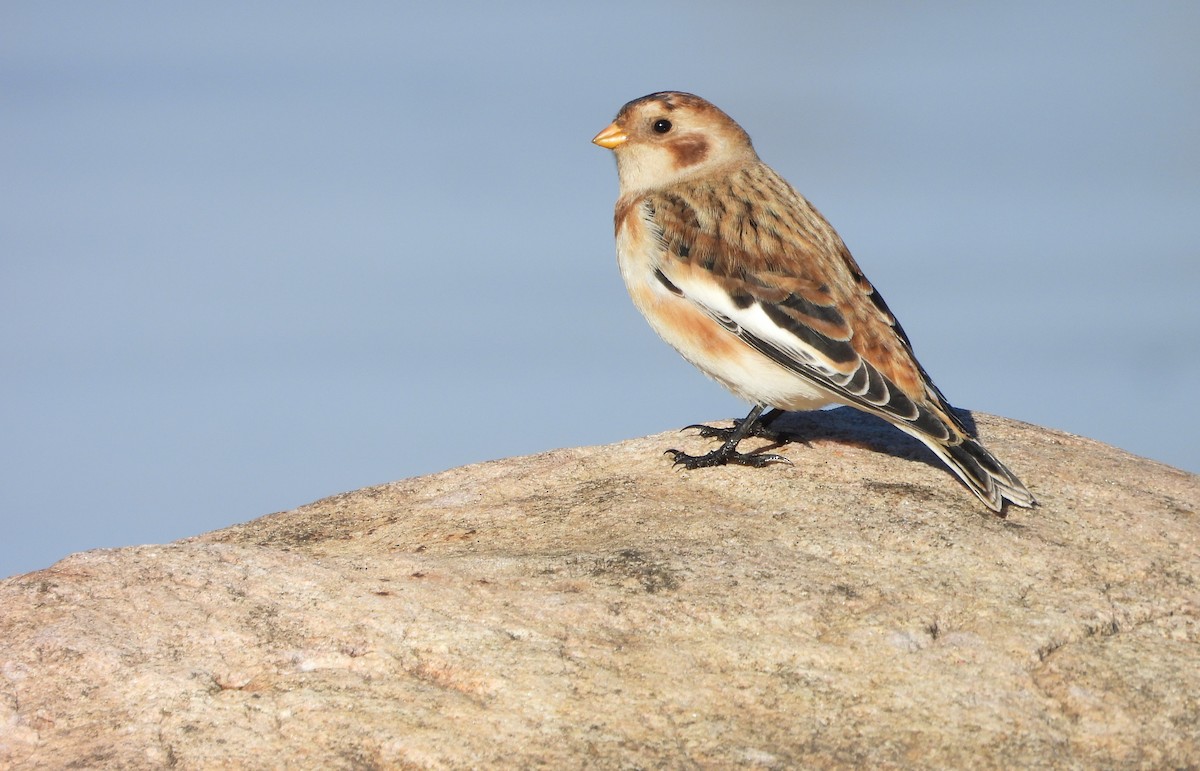 Цасч хөмрөг - ML644585661