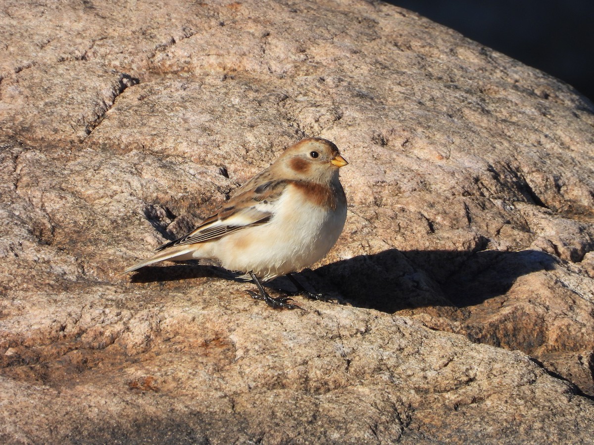 Цасч хөмрөг - ML644585665