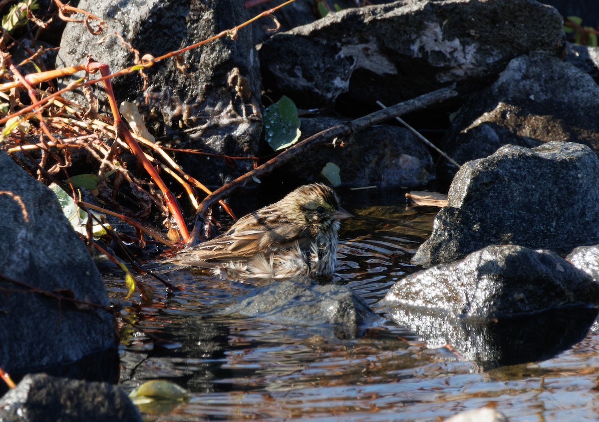 Savannah Sparrow - ML644585677
