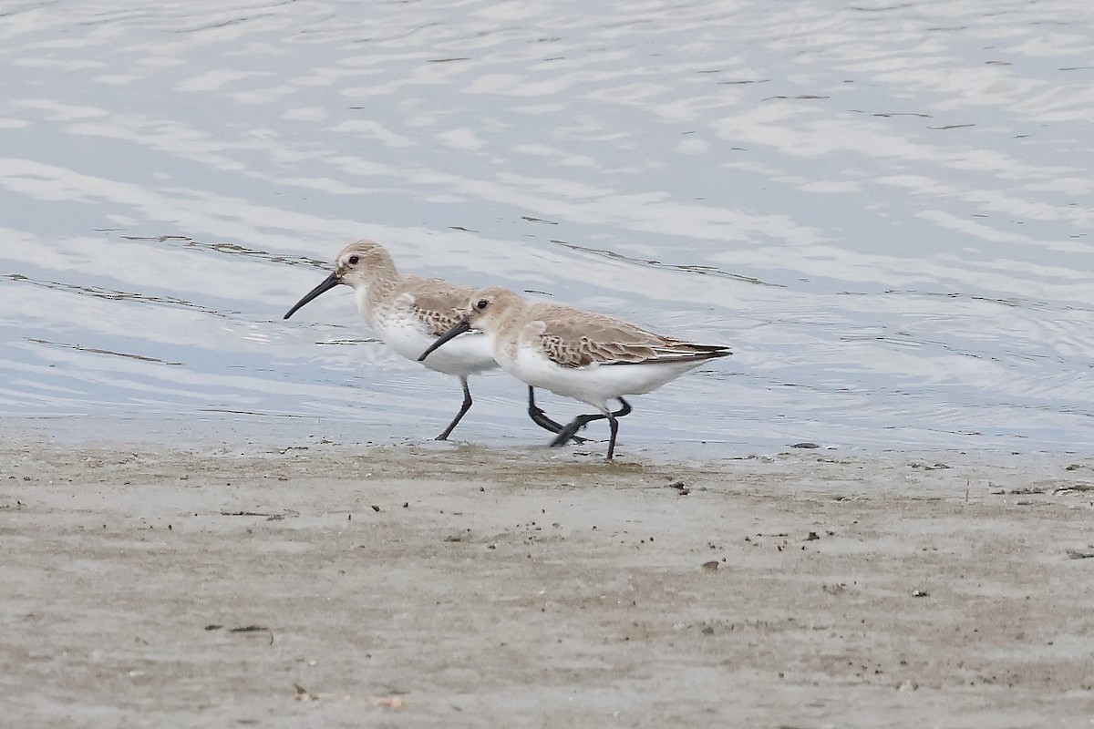 Dunlin - ML644585685