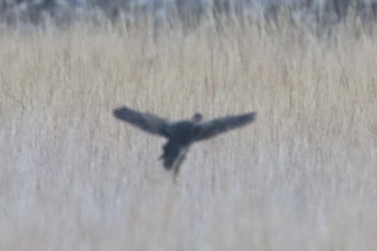Clapper Rail - John Lorenc