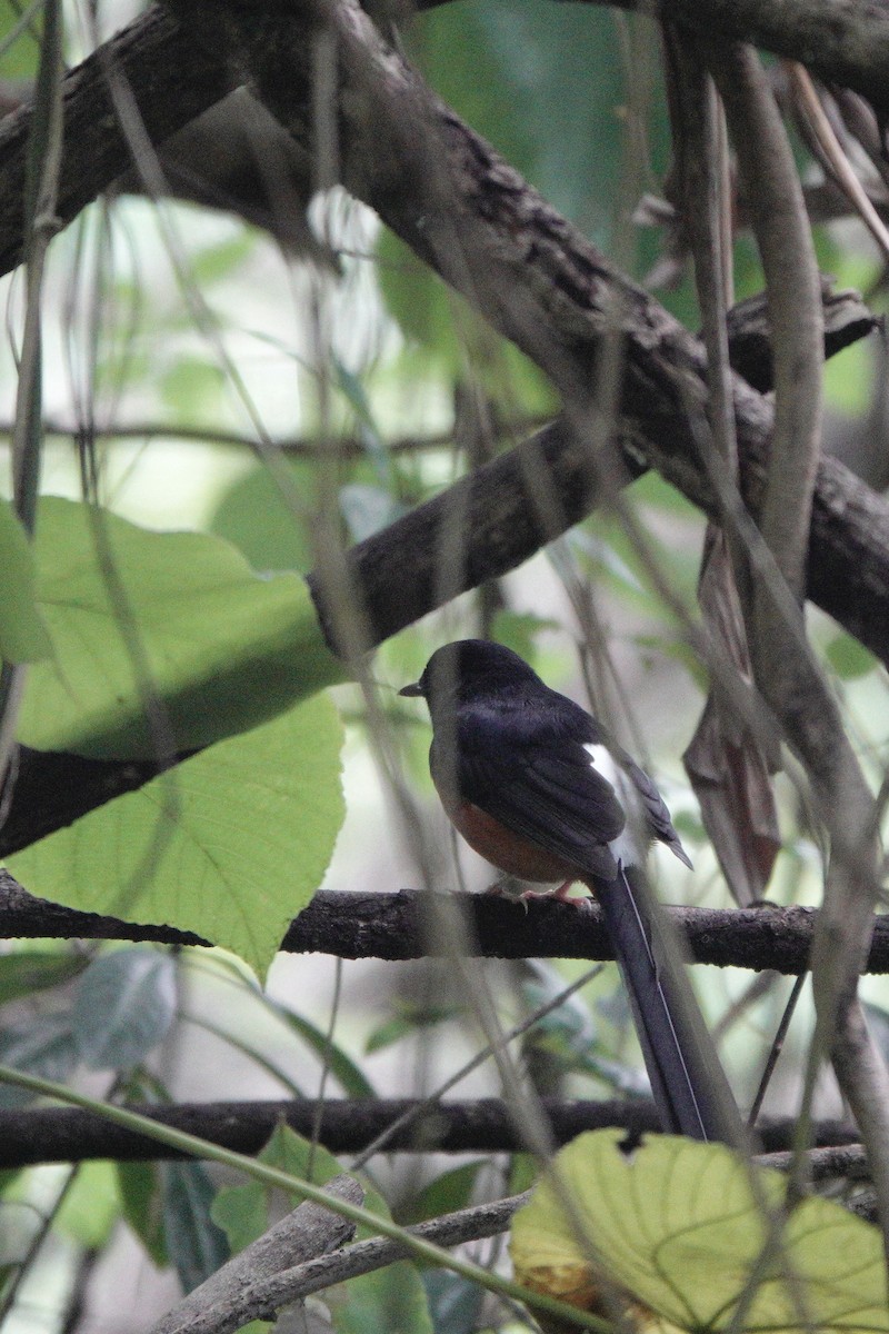 White-rumped Shama - ML644585692