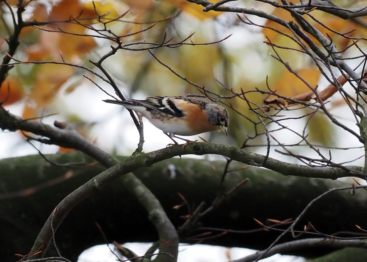 bjørkefink - ML644585695