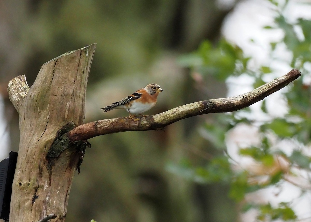 bjørkefink - ML644585696