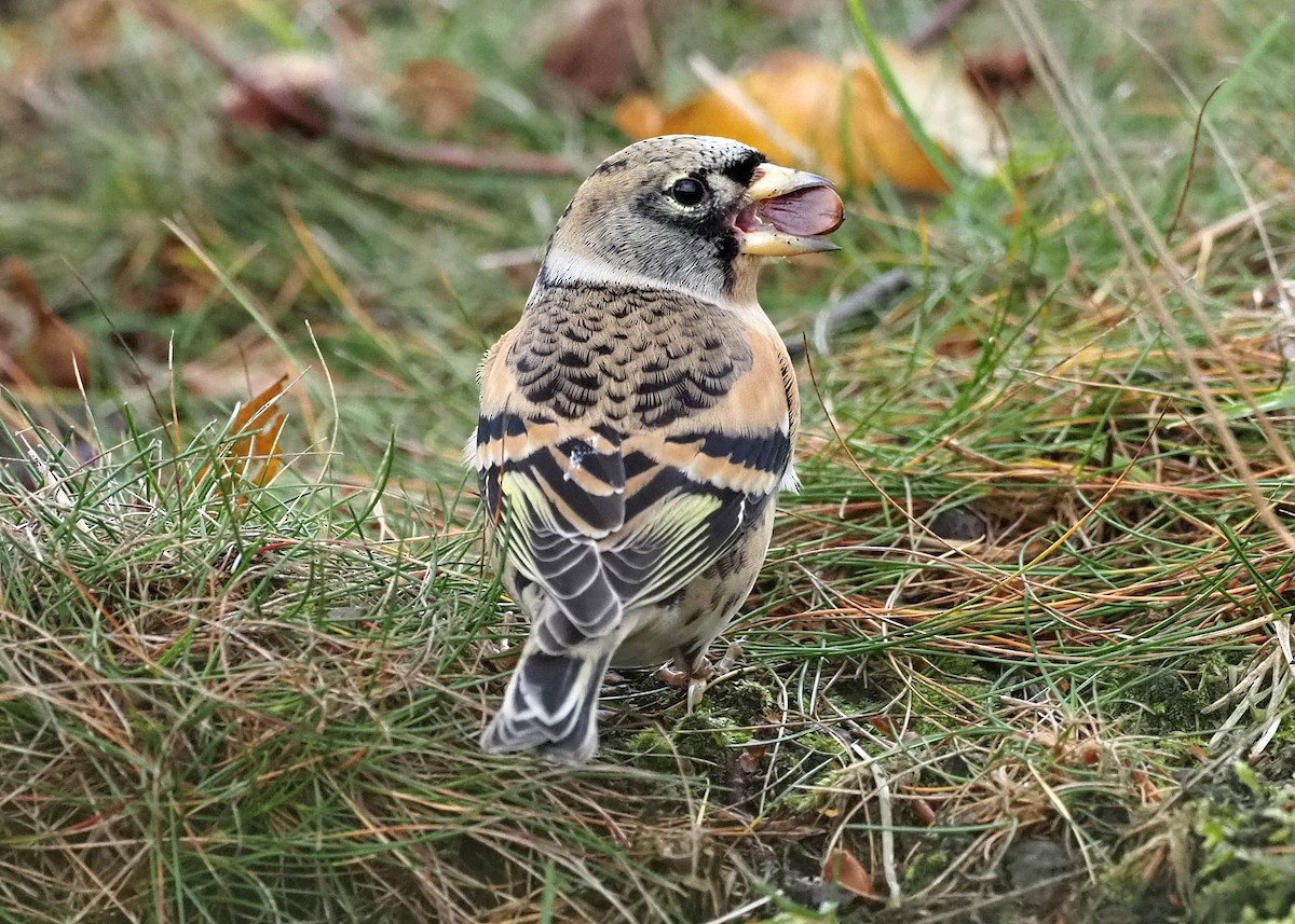 bjørkefink - ML644585697