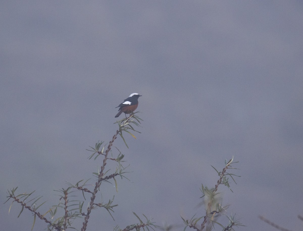 White-winged Redstart - ML644585698