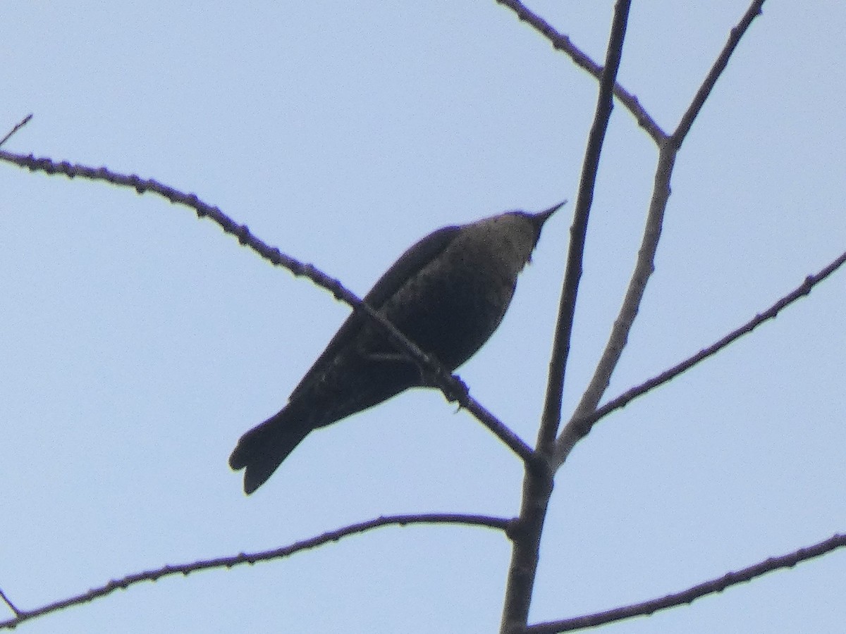 Rusty Blackbird - ML644585699