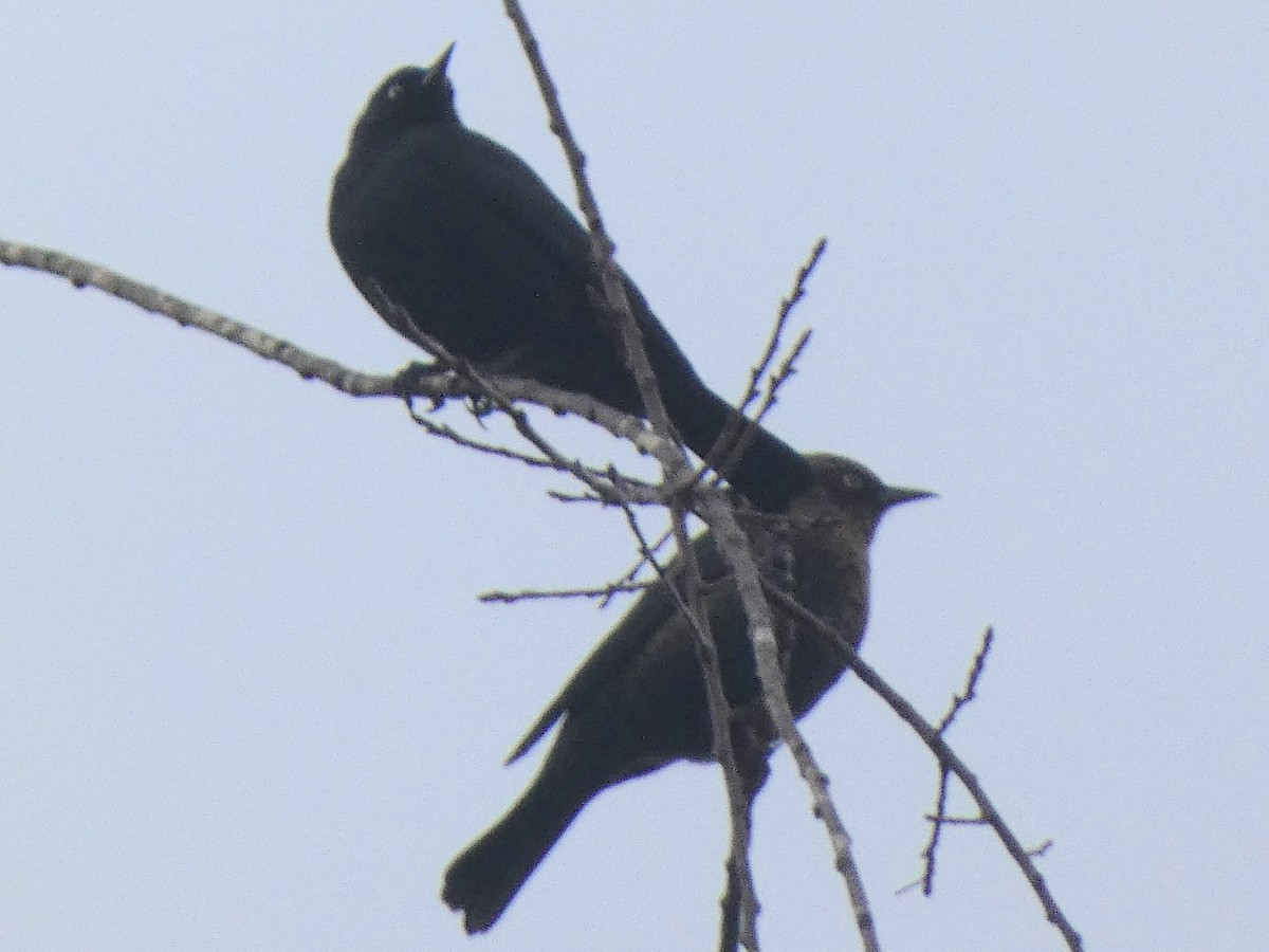 Rusty Blackbird - ML644585700