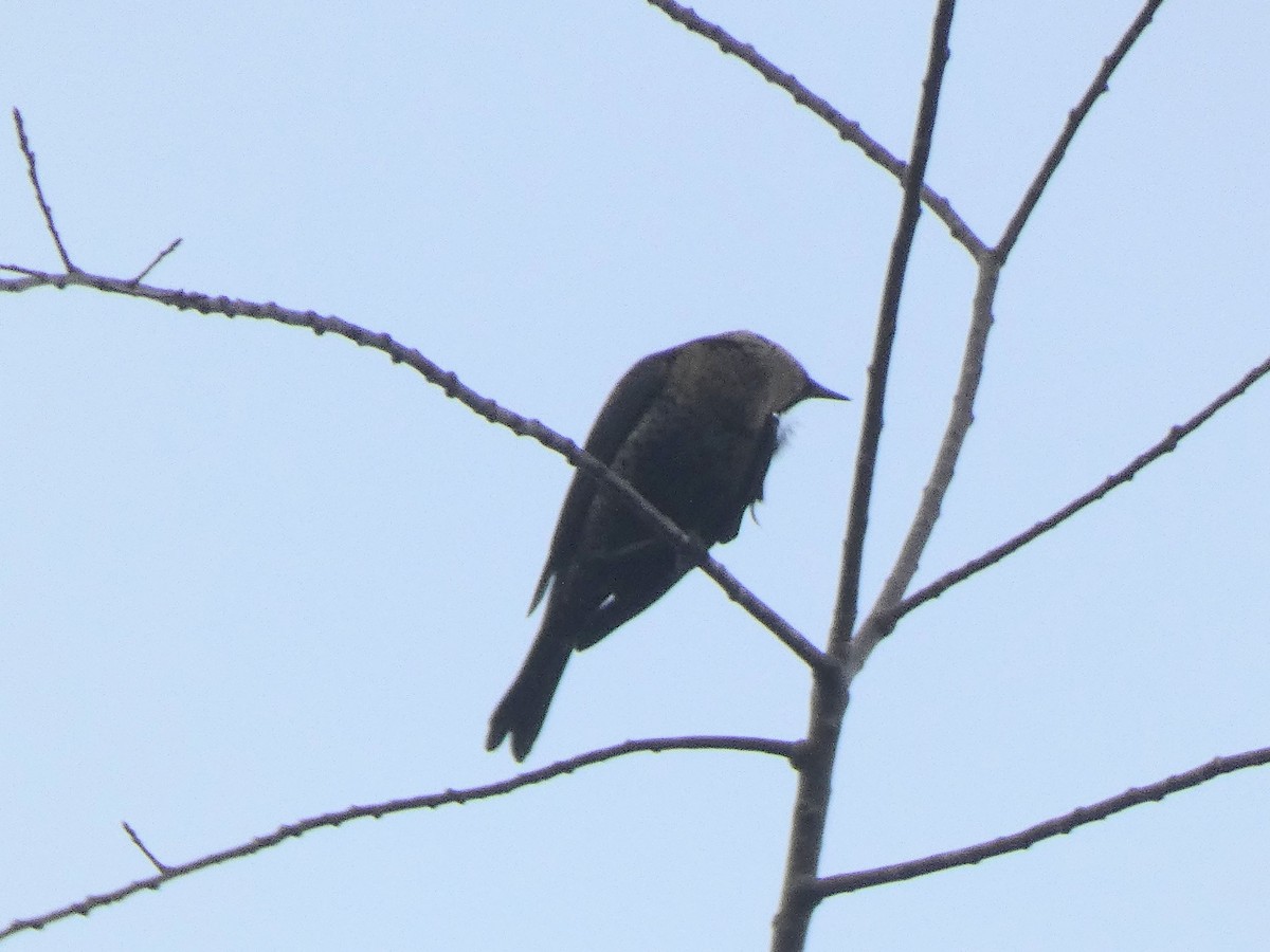 Rusty Blackbird - ML644585702