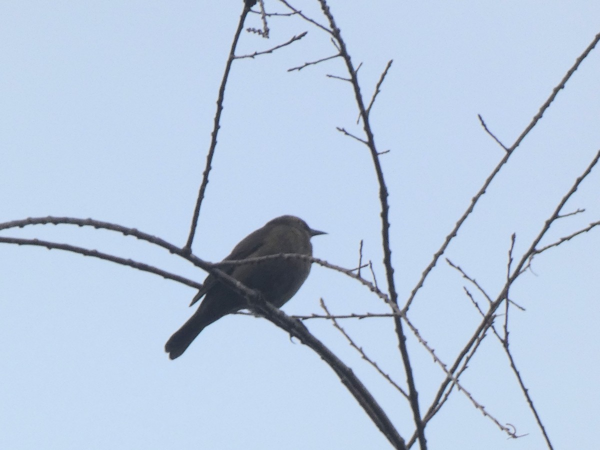 Rusty Blackbird - ML644585703