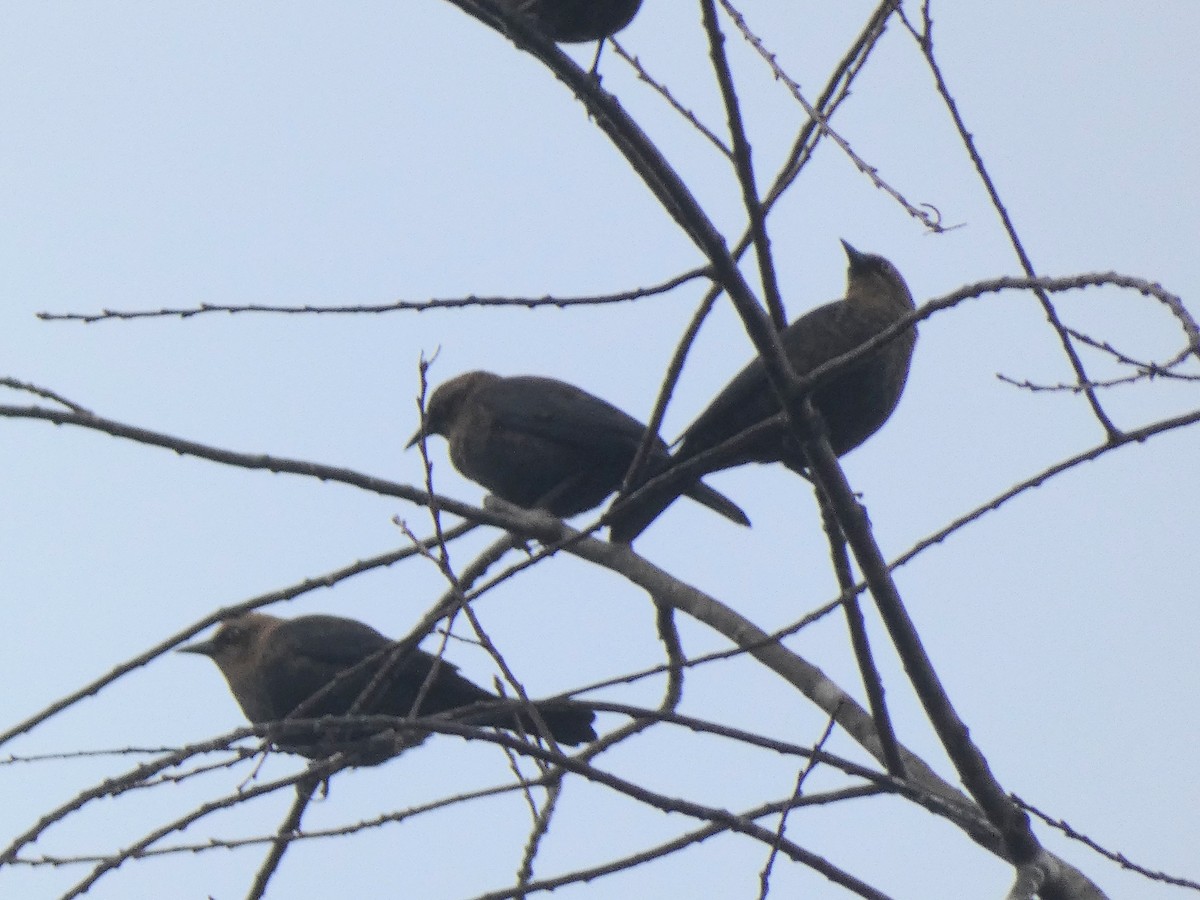 Rusty Blackbird - ML644585704