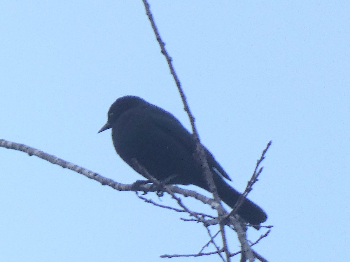Rusty Blackbird - ML644585705