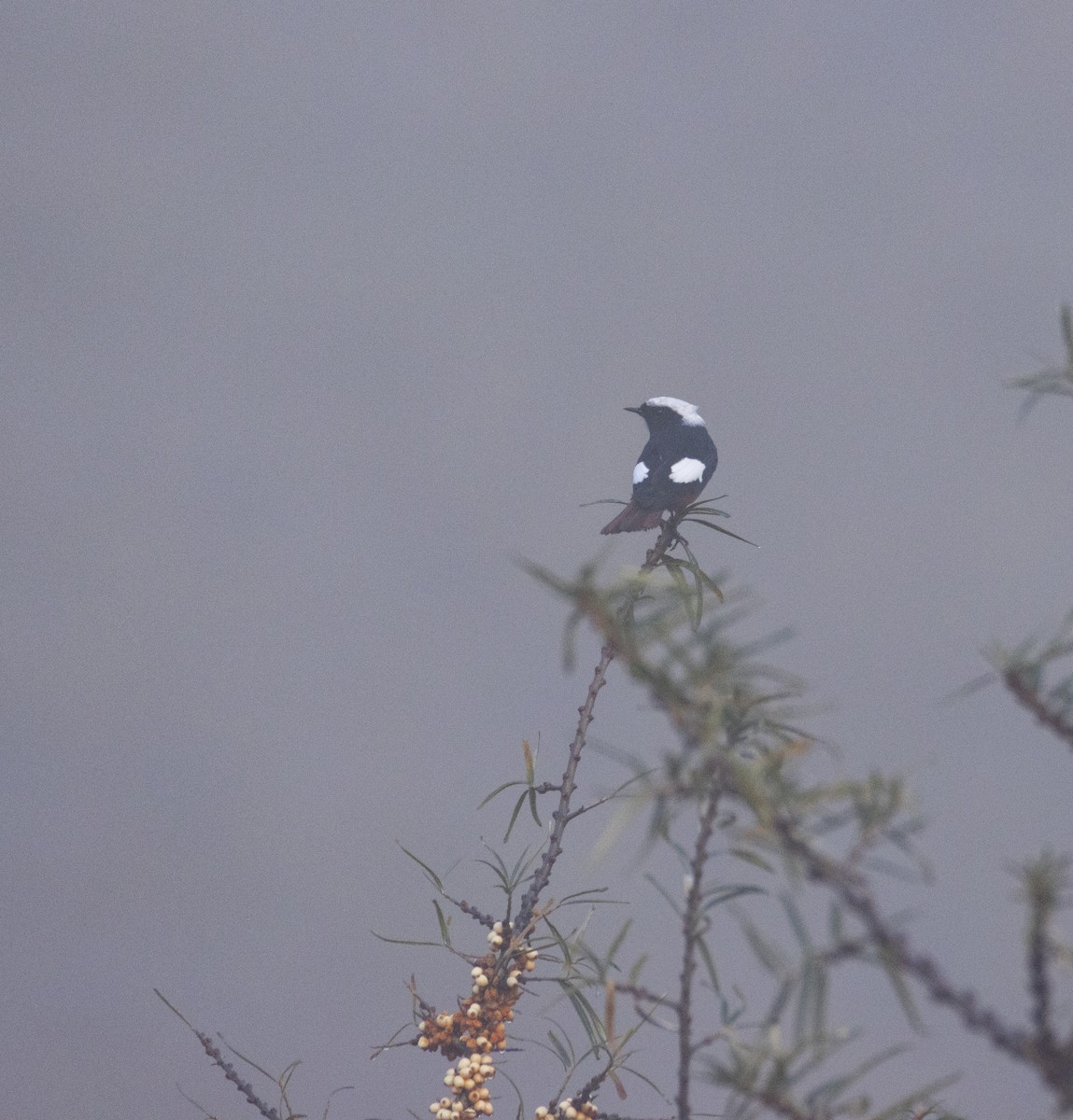 White-winged Redstart - ML644585708