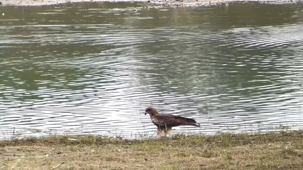 luňák hnědý (ssp. lineatus/formosanus) - ML644585713
