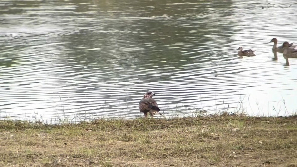 luňák hnědý (ssp. lineatus/formosanus) - ML644585714
