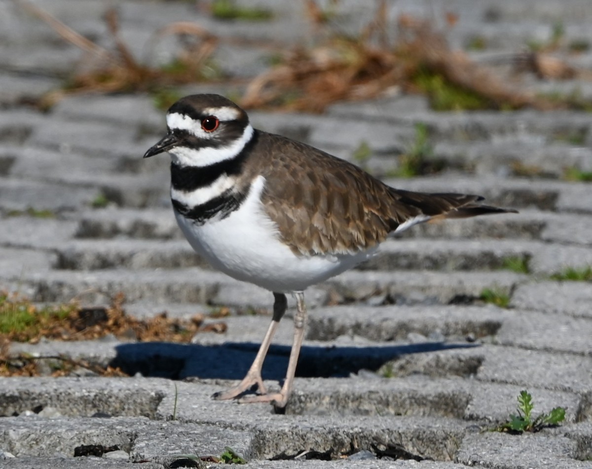 Killdeer - ML644585716