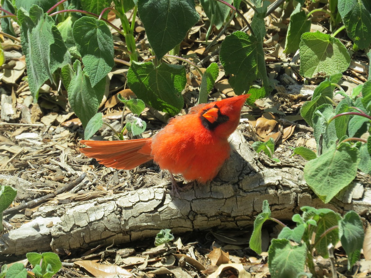 Northern Cardinal - ML644585717