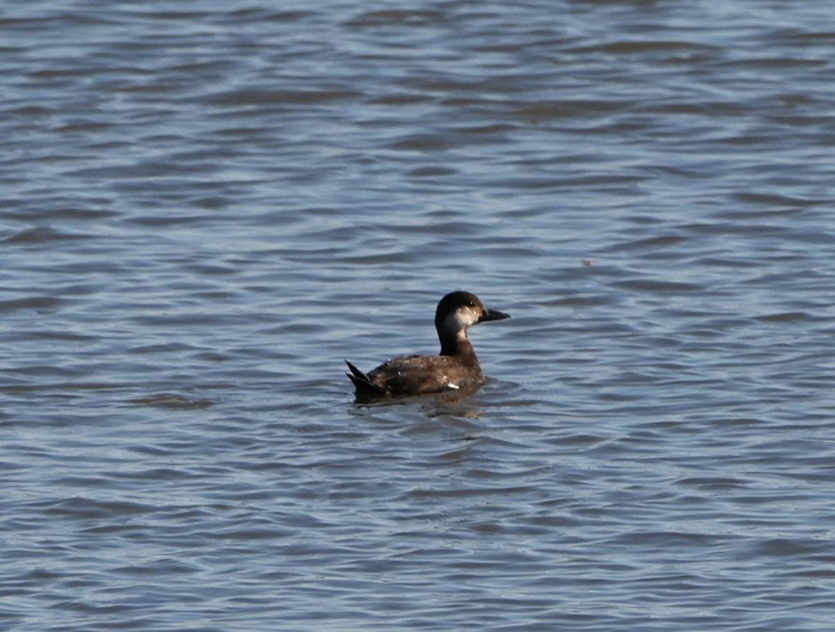 Black Scoter - ML644585720