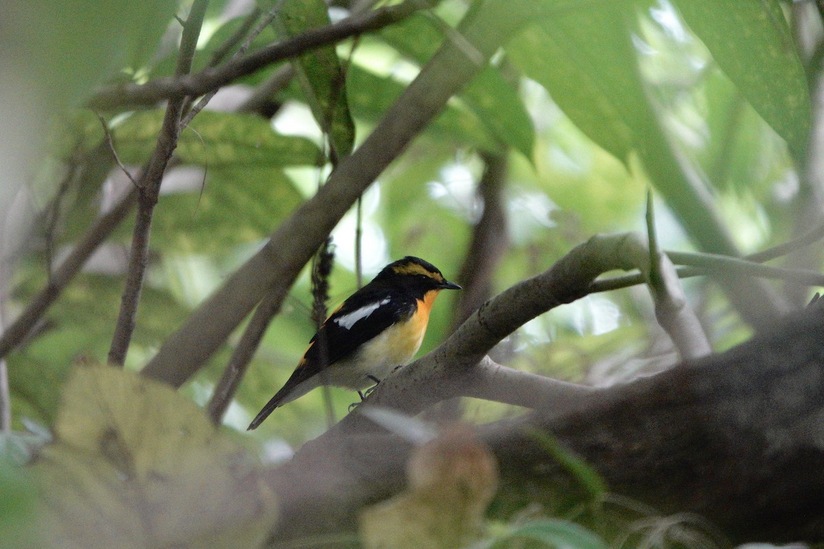 黃眉黃鶲 - ML644585722