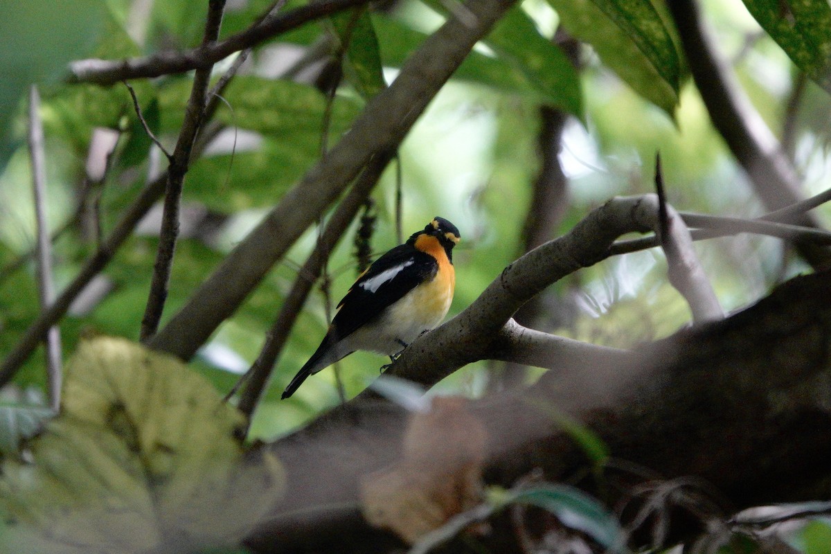 黃眉黃鶲 - ML644585723