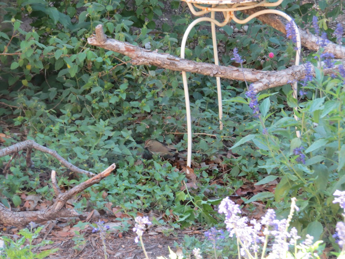 Ovenbird - ML644585724