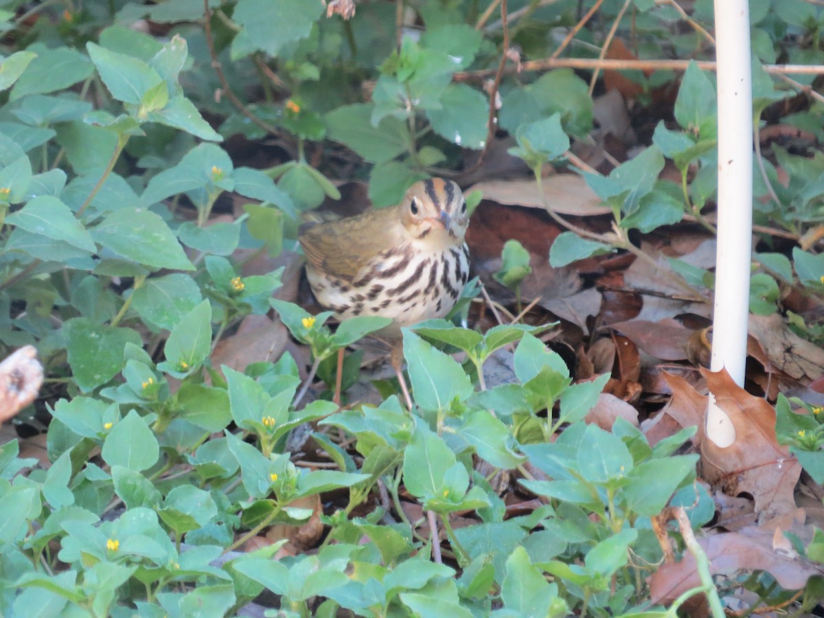 Ovenbird - ML644585725
