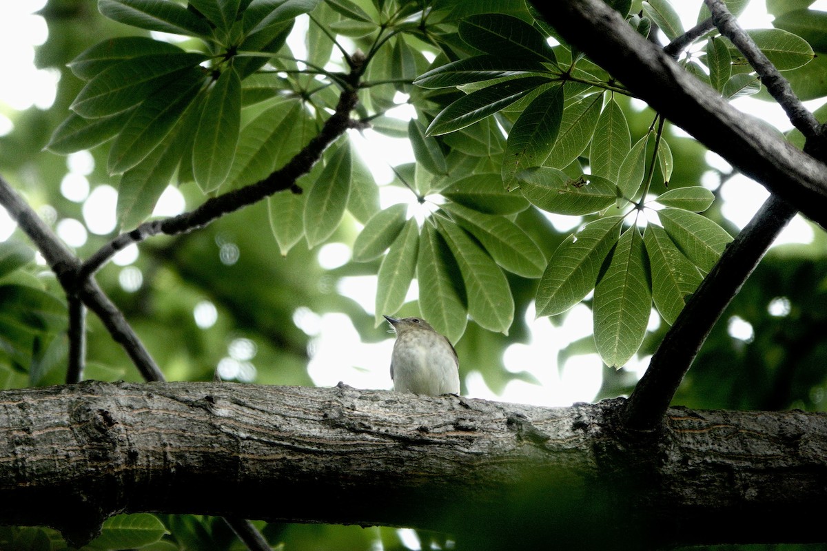 黃眉黃鶲 - ML644585726