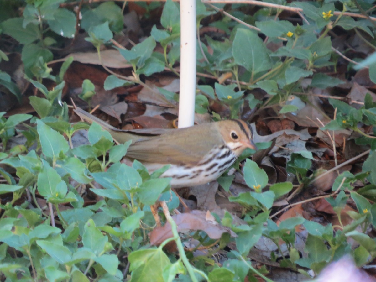 Ovenbird - ML644585727