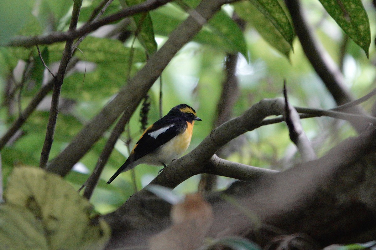 黃眉黃鶲 - ML644585728