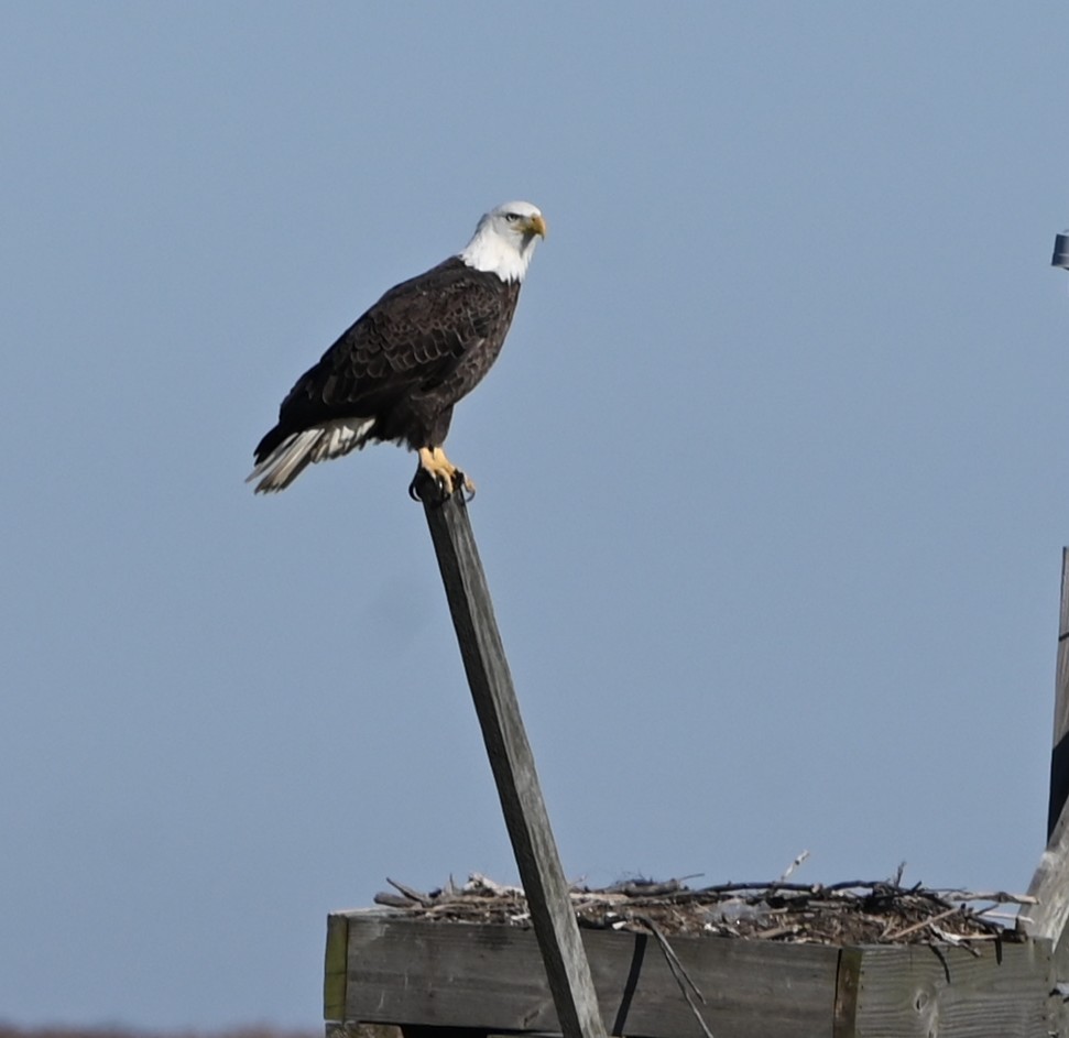 Bald Eagle - ML644585730