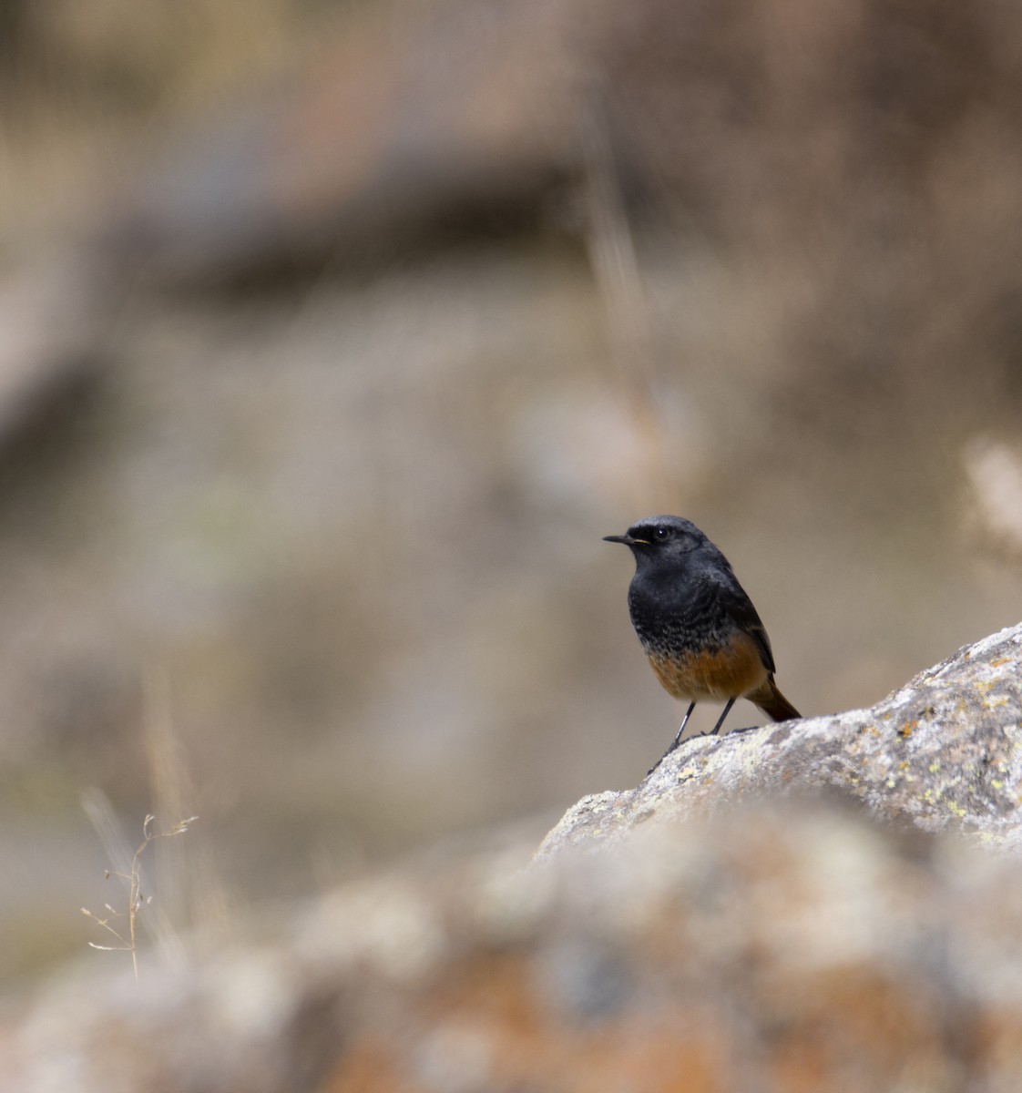 Black Redstart (Eastern) - ML644585731