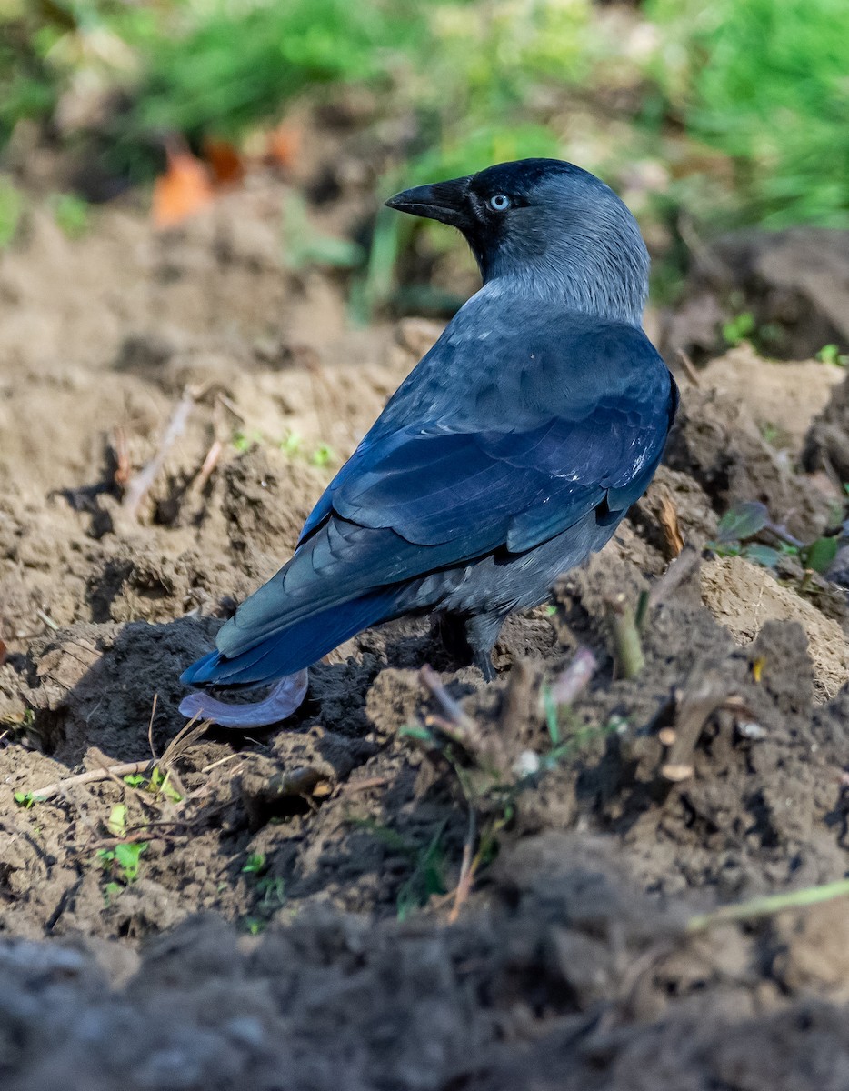 Галка - ML644585733