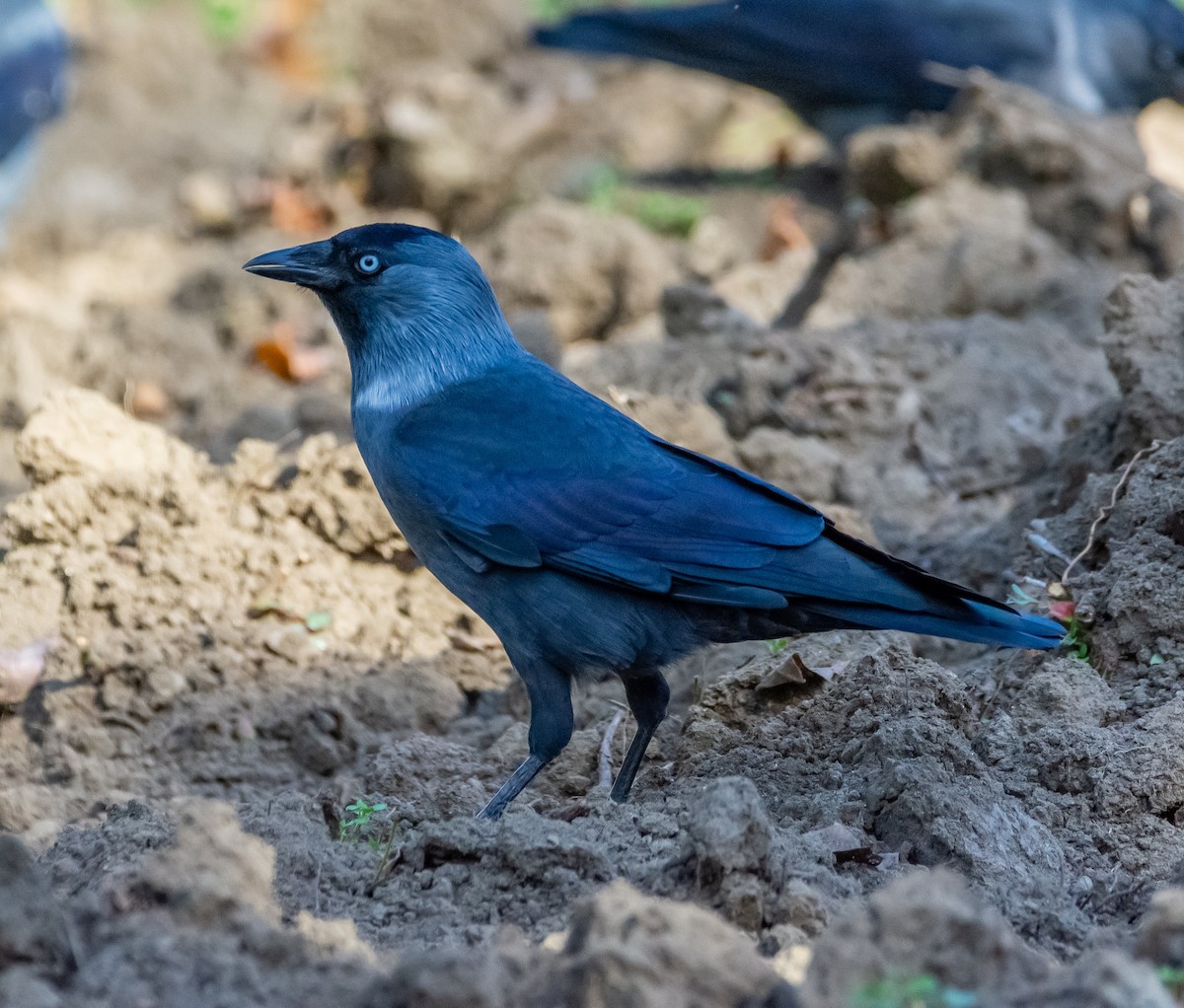 Галка - ML644585734