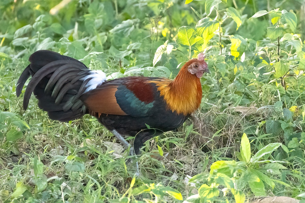 jungelhane - ML644585737