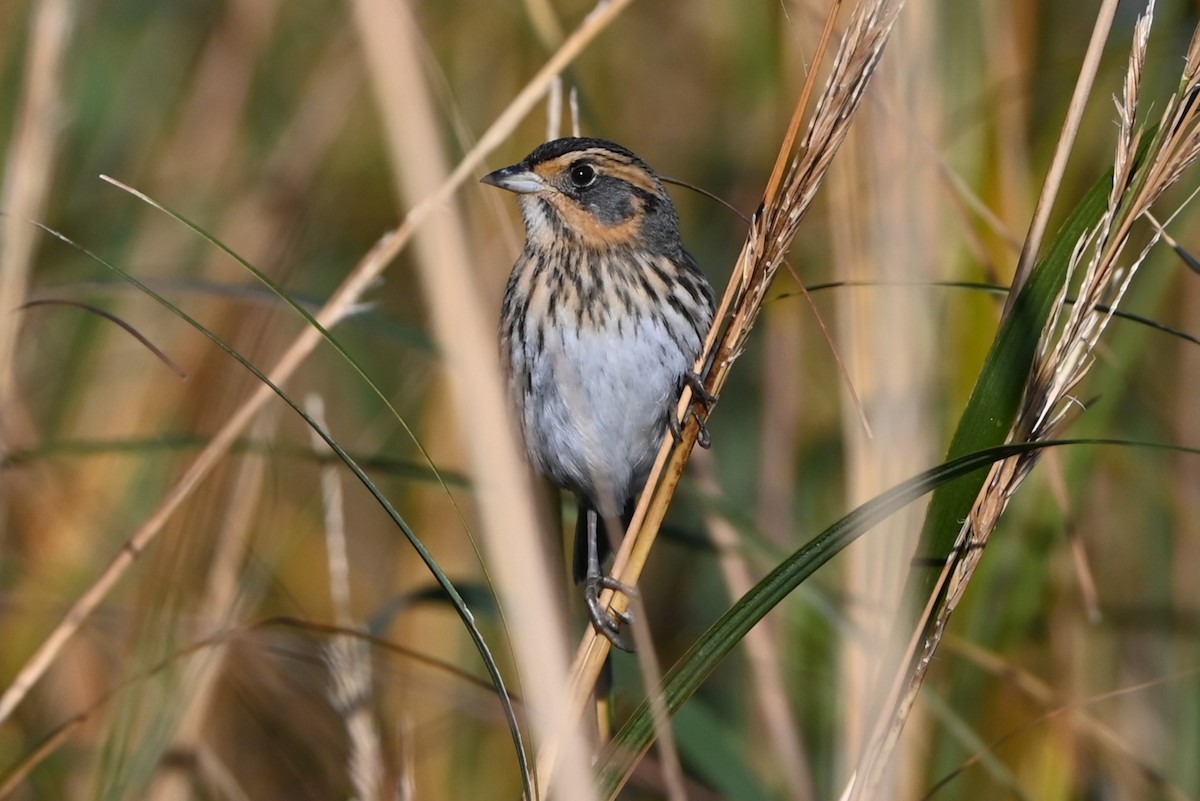Saltmarsh Sparrow - ML644585738