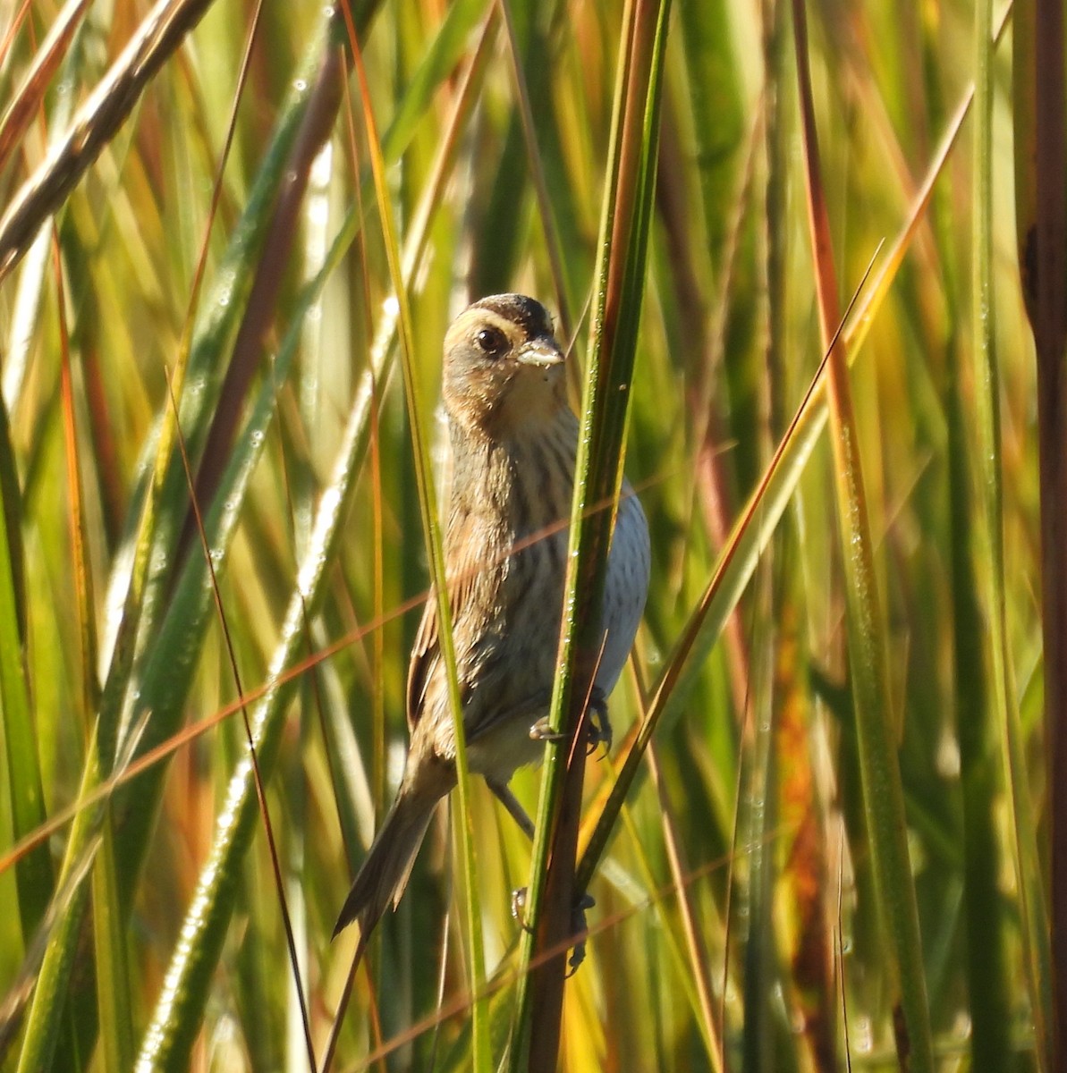 Saltmarsh Sparrow - ML644585739