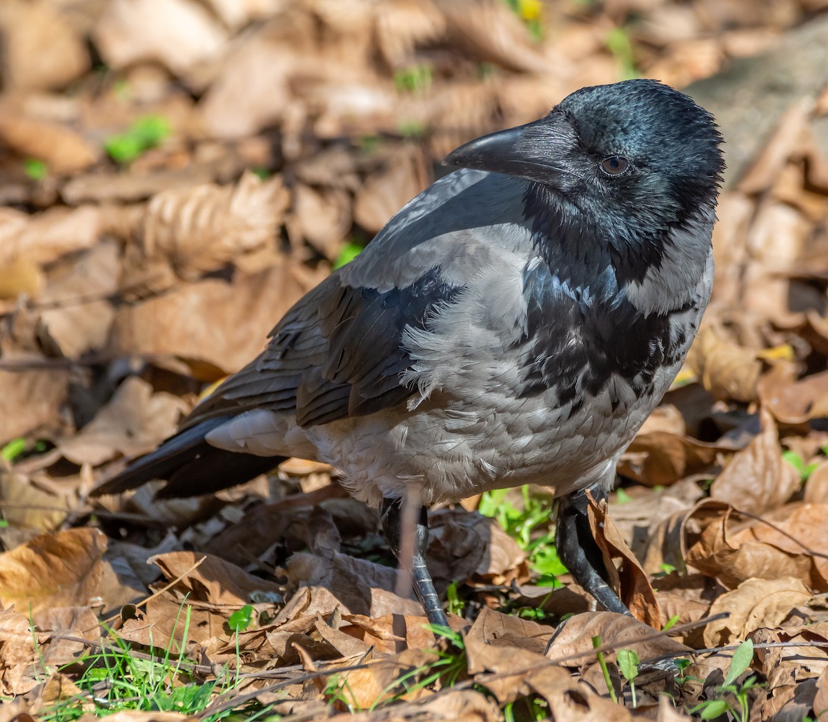 Leş Kargası - ML644585744