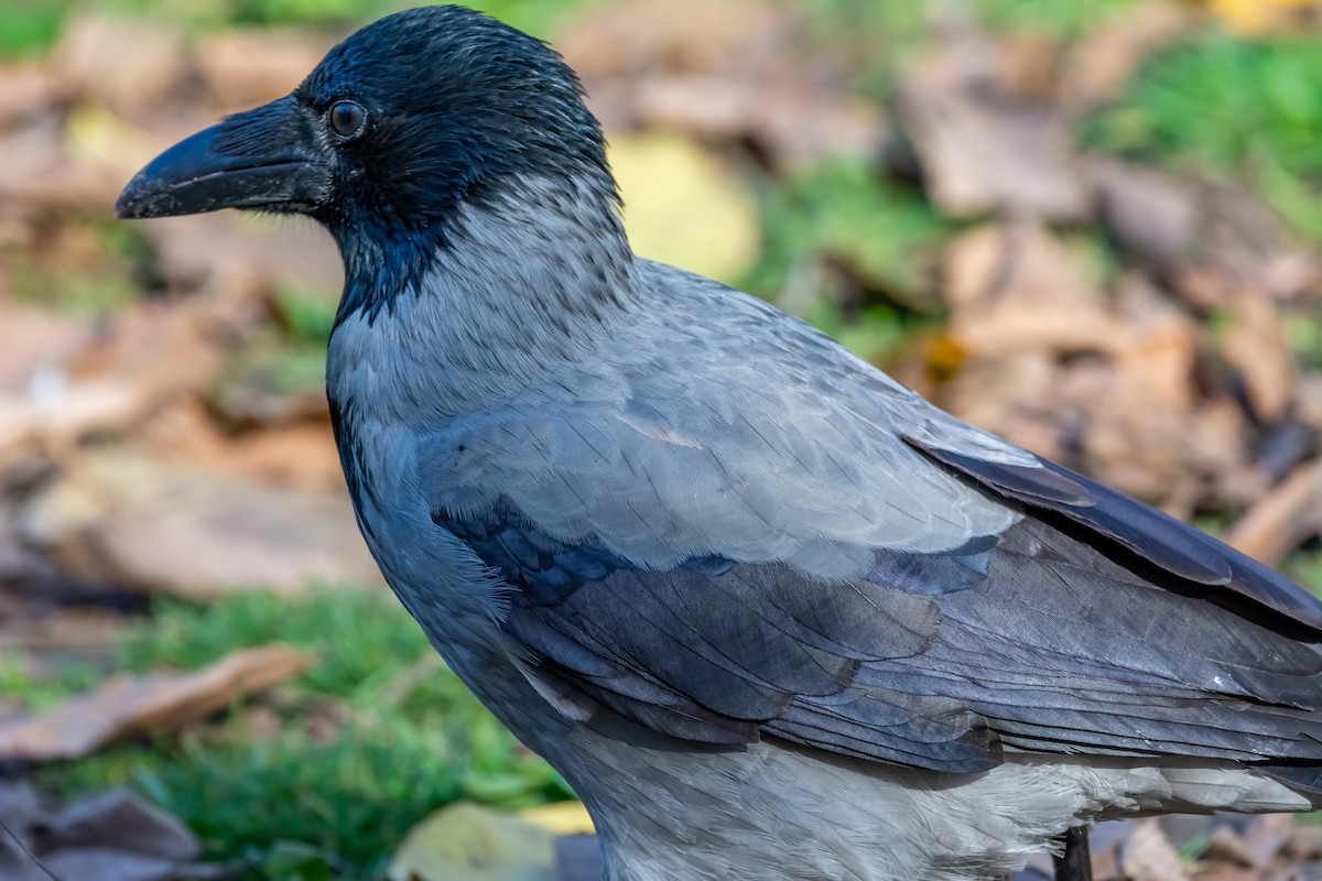 Leş Kargası - ML644585745