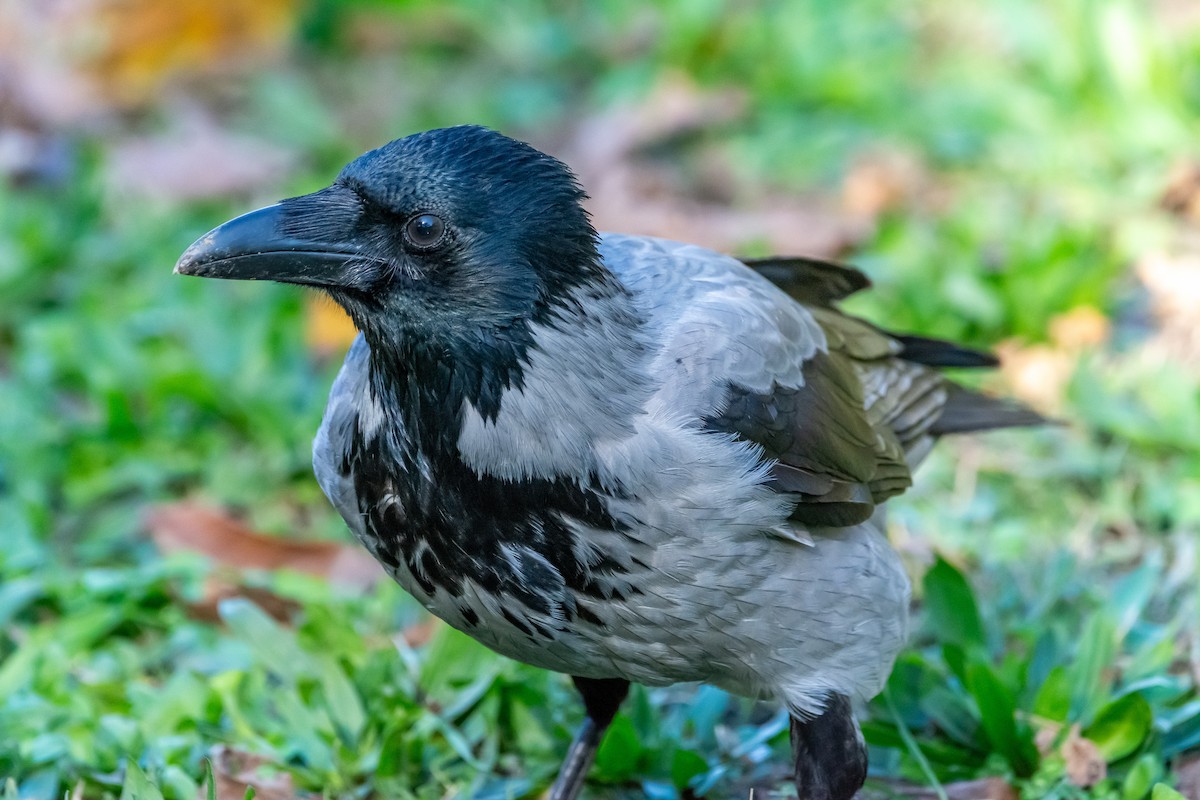 Leş Kargası - ML644585746