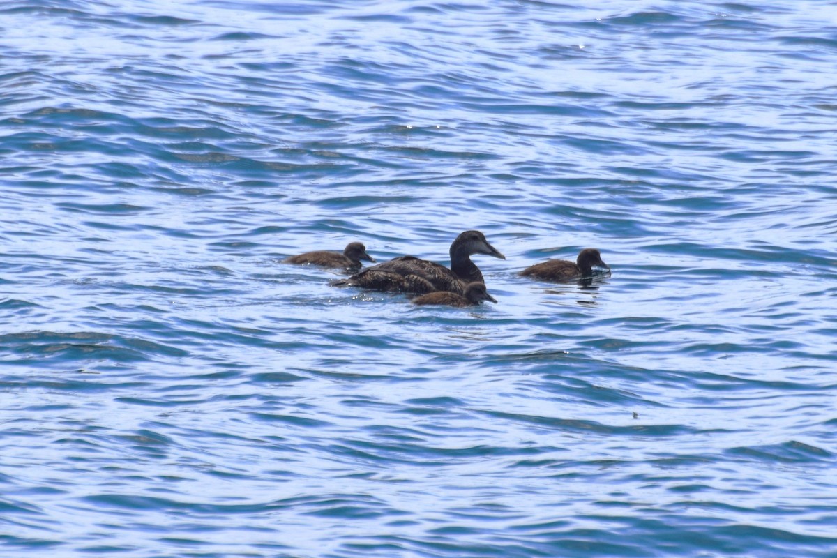 אדרית שחורת-כיפה - ML644585747