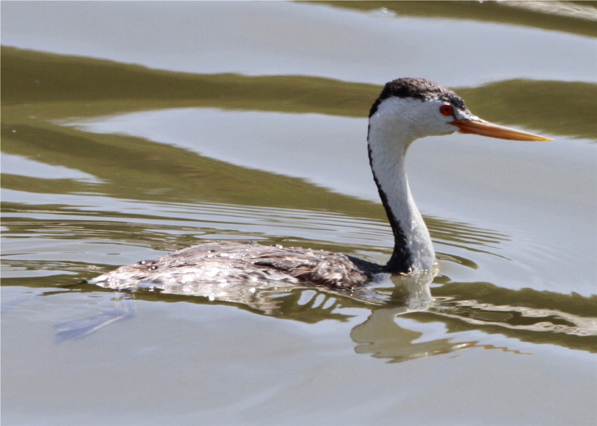 potápka bělolící - ML644585748