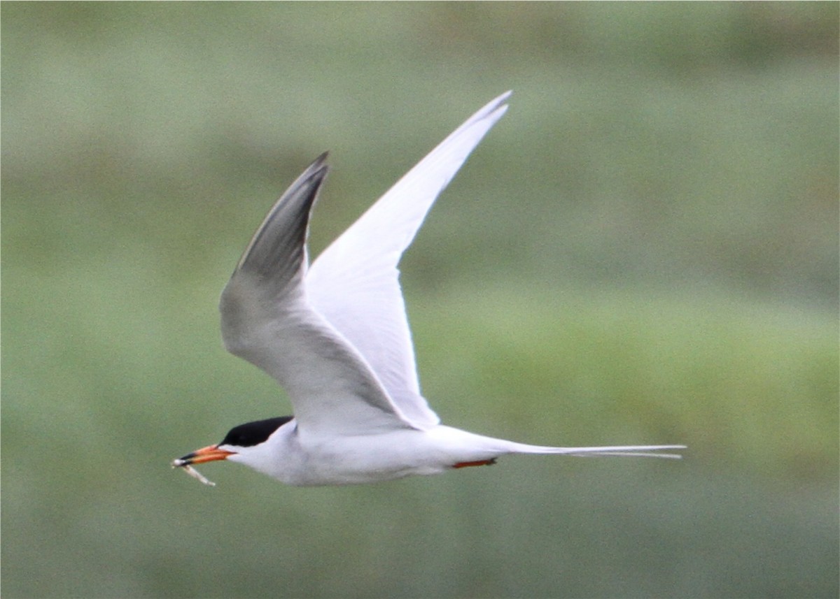 rybák severoamerický - ML644585754